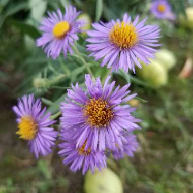 Aster novae-angliae 'Purple Dome'