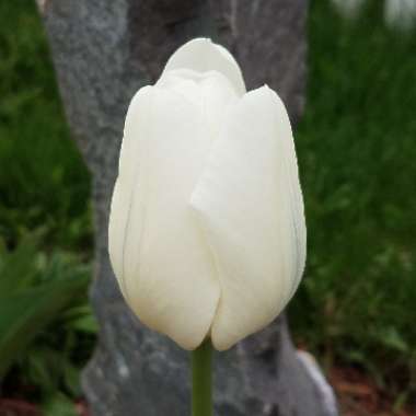 Tulipa 'Purissima' syn. Tulipa 'White Emperor'