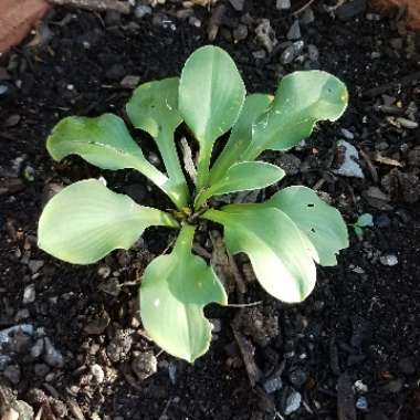 Hosta 'Blue Mouse Ears'