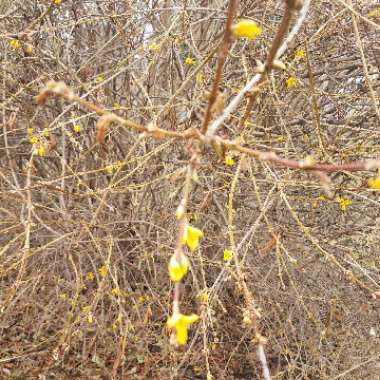 Forsythia