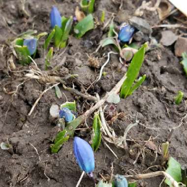 Scilla siberica