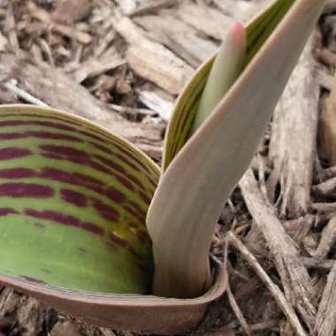 Tulipa 'El Nino'