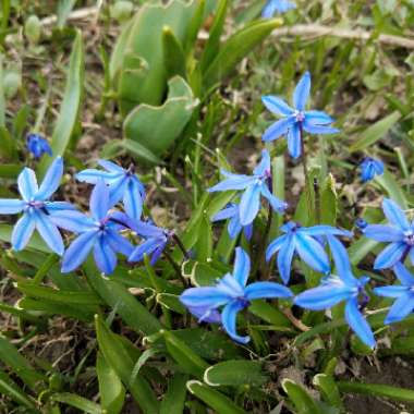 Scilla siberica