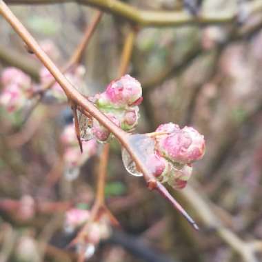 Chaenomeles x superba 'Pink Lady'