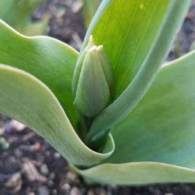 Tulipa 'Purple Flag'