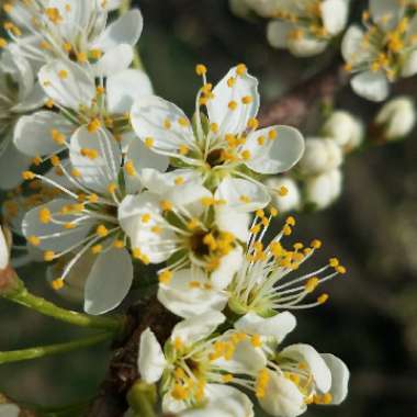 Prunus cerasifera