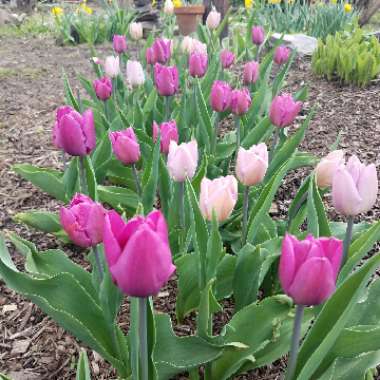 Tulipa 'Purple Flag'