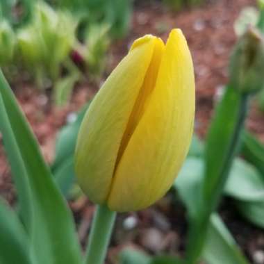 Tulipa 'Yokohama'