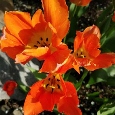 Tulipa 'Orange Emperor'