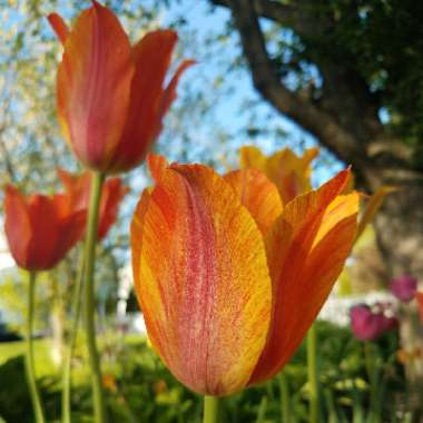 Tulipa 'El Nino'