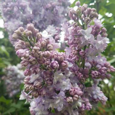 Syringa