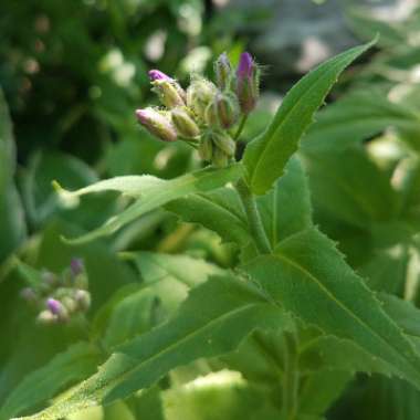 Hesperis matronalis susp. matronalis