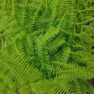 Athyrium filix-femina