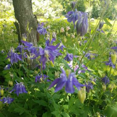 Aquilegia