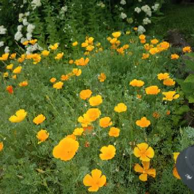 Eschscholzia californica