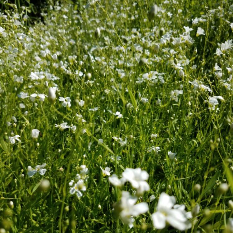 Plant image Gypsophila elegans