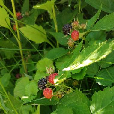 Rubus occidentalis 'Black Jewel'