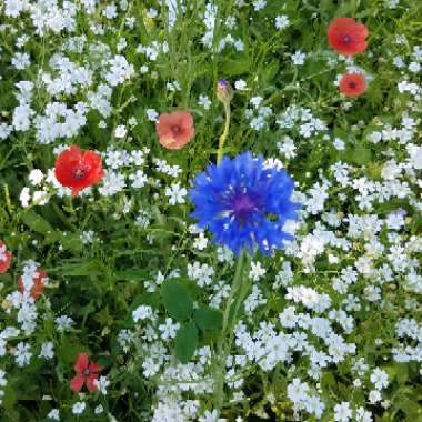 Centaurea cyanus 'Double Blue'.