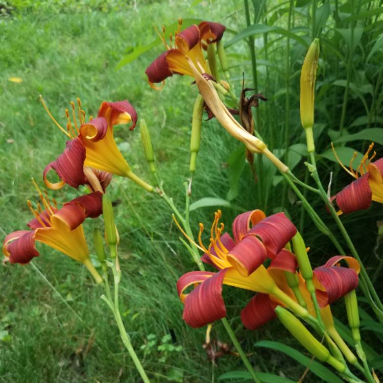 Plant image Hemerocallis 'Autumn Red'