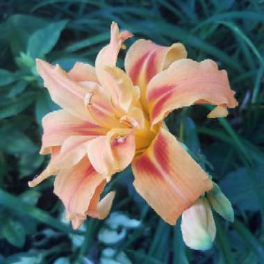 Hemerocallis fulva 'Kwanso' syn. Hemerocallis 'Kwanso'