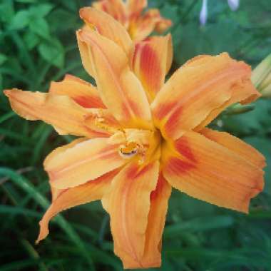 Hemerocallis fulva 'Kwanso' syn. Hemerocallis 'Kwanso'