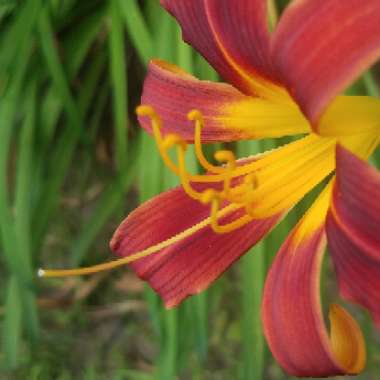 Hemerocallis 'Autumn Red'