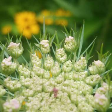 Daucus carota