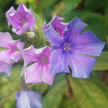 Phlox paniculata 'Blue Boy'