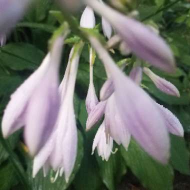 Hosta