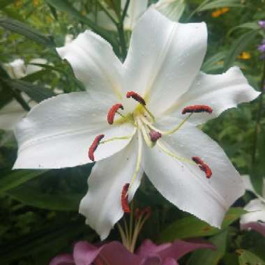 Lilium (Asiatic)