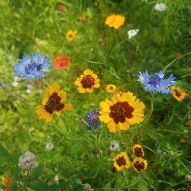 Coreopsis tinctoria