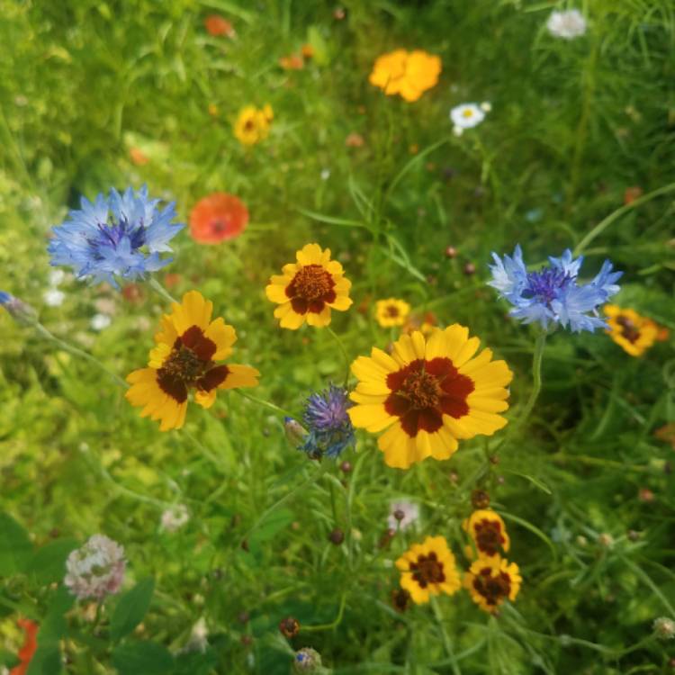 Plant image Coreopsis tinctoria