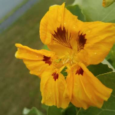 Tropaeolum majus 'Jewel Mix' (Mix)