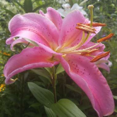 Lilium 'Star Gazer' syn. Lilium 'Stargazer'