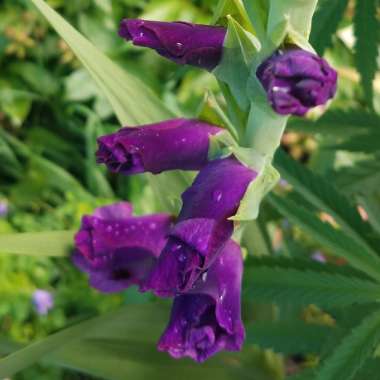 Gladiolus grandiflorus 'Sugar Plum'