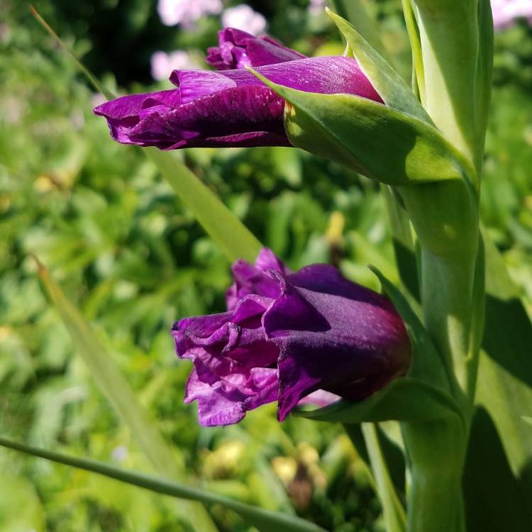 Plant image Gladiolus grandiflorus 'Sugar Plum'