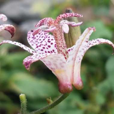 Tricyrtis formosana 'Blue Wonder'