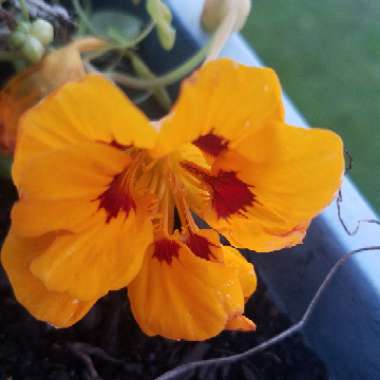 Tropaeolum majus 'Jewel Mix' (Mix)