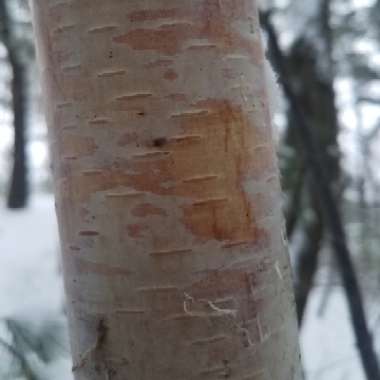 Betula papyrifera