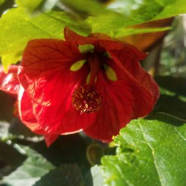 Abutilon