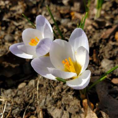 Crocus chrysanthus 'Blue Pearl' syn. Crocus biflorus 'Blue Pearl'