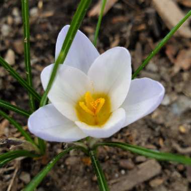 Crocus chrysanthus 'Blue Pearl' syn. Crocus biflorus 'Blue Pearl'