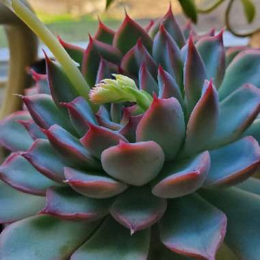 Echeveria Pulidonis