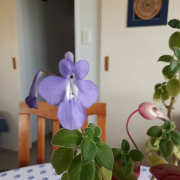 Plant image Streptocarpus caulescens