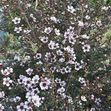 New Zealand Tea Tree