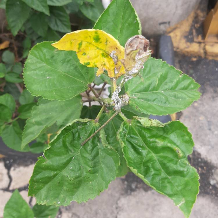 Plant image Hibiscus moscheutos 'Cherry Cheesecake'