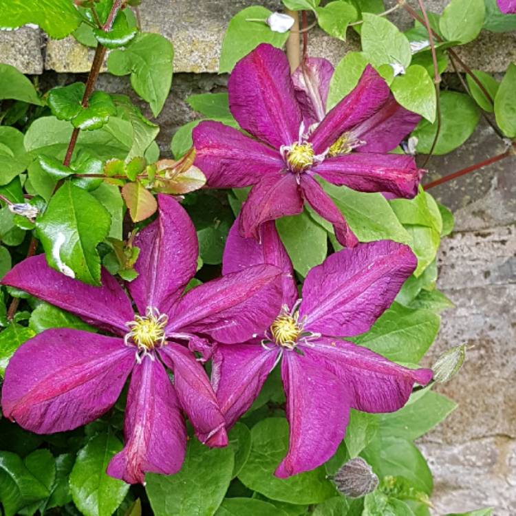 Plant image Clematis 'Sunset'