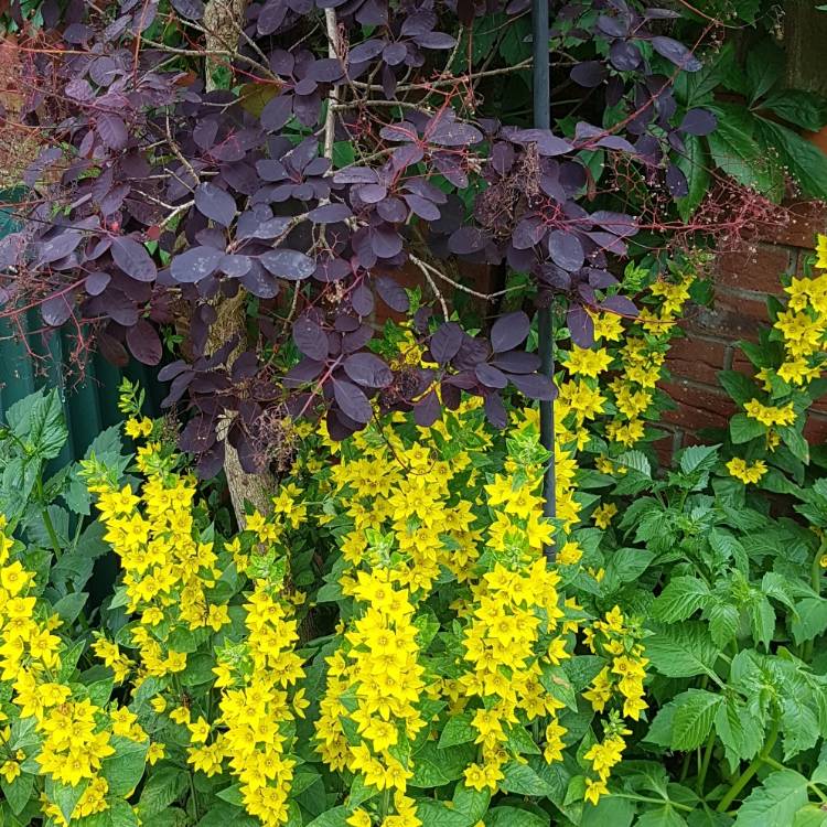 Plant image Lysimachia vulgaris