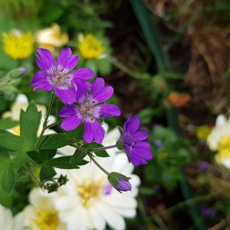 Plant image Geranium pyrenaicum 'Bill Wallis'