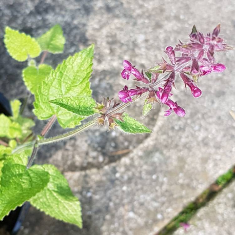 Plant image Stachys sylvatica